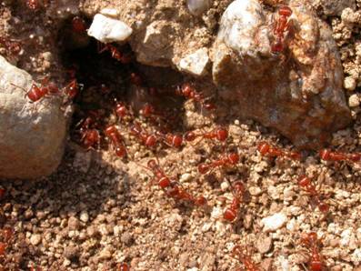 desert ant.jpg